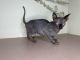 Sphynx Cats for sale in Loganville, GA 30052, USA. price: NA