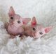 Sphynx Cats for sale in North Port, FL, USA. price: $400