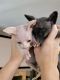 Sphynx Cats for sale in Miami, FL, USA. price: $1,500