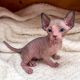 Sphynx Cats for sale in SC-544, Myrtle Beach, SC, USA. price: NA