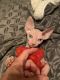 Sphynx Cats for sale in Southern Pines, NC, USA. price: $2,000