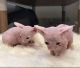 Sphynx Cats for sale in Florence, SC, USA. price: NA