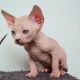 Sphynx Cats for sale in Tennessee City, TN 37055, USA. price: NA