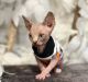 Sphynx Cats for sale in Orlando, FL, USA. price: $2,000