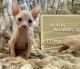 Sphynx Cats for sale in SUGARCRK TWP, OH 45458, USA. price: NA
