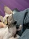 Sphynx Cats for sale in Toms River, NJ, USA. price: $1,500