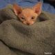 Sphynx Cats for sale in Bakersfield, CA 93308, USA. price: NA