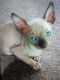 Sphynx Cats for sale in Chicago, IL, USA. price: $600