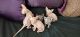 Sphynx Cats for sale in Florida's Turnpike, Orlando, FL, USA. price: $300