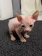 Sphynx Cats for sale in Florida's Turnpike, Orlando, FL, USA. price: $400