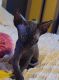 Sphynx Cats for sale in Fort Knox, KY, USA. price: $1,500