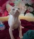 Sphynx Cats for sale in New York, NY, USA. price: $650