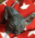 Sphynx Cats for sale in Matherville, IL 61231, USA. price: $2,000