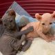 Sphynx Cats for sale in Fullerton, CA, USA. price: NA