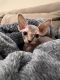 Sphynx Cats for sale in Boise, ID, USA. price: $1,500