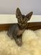 Sphynx Cats for sale in 535 Neptune Ave, Brooklyn, NY 11224, USA. price: $1,100
