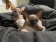 Sphynx Cats for sale in Providence, RI 02907, USA. price: NA