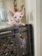 Sphynx Cats for sale in Orange County, CA, USA. price: $2,000