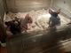 Sphynx Cats for sale in Dayton, OH, USA. price: NA