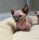 Sphynx Cats for sale in Orlando, FL, USA. price: $3,000