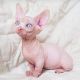 Sphynx Cats for sale in NM-556, Albuquerque, NM, USA. price: $400
