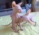 Sphynx Cats for sale in 411 Church St, Toronto, ON M5B 2A4, Canada. price: NA