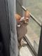 Sphynx Cats for sale in Moore, OK, USA. price: NA