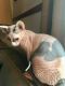 Sphynx Cats for sale in Englewood, OH, USA. price: $1,800