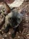 Sphynx Cats for sale in Corpus Christi, TX, USA. price: NA