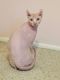 Sphynx Cats for sale in Chino, CA, USA. price: $1,000