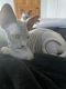 Sphynx Cats for sale in Norwich, CT, USA. price: NA