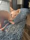 Sphynx Cats for sale in Rhinelander, WI 54501, USA. price: NA