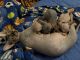 Sphynx Cats for sale in Kern County, CA, USA. price: $1,450