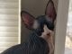 Sphynx Cats for sale in Orangevale, CA, USA. price: $1,500