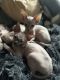 Sphynx Cats for sale in Malta, NY 12020, USA. price: NA
