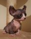 Sphynx Cats for sale in Matherville, IL 61231, USA. price: $180,000