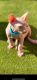 Sphynx Cats for sale in West Hollywood, CA, USA. price: $1,700