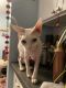 Sphynx Cats for sale in Sunland-Tujunga, Los Angeles, CA 91040, USA. price: $950