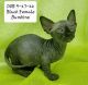 Sphynx Cats for sale in Griffin, GA, USA. price: NA