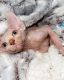 Sphynx Cats for sale in Santa Barbara, CA 93105, USA. price: $1,400