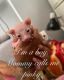 Sphynx Cats for sale in Waterbury, CT 06706, USA. price: NA