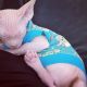 Sphynx Cats for sale in Buffalo, NY, USA. price: $500