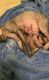 Sphynx Cats for sale in Tampa, FL, USA. price: $1,300