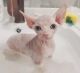 Sphynx Cats for sale in Florida A1A, Miami Beach, FL, USA. price: NA