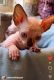 Sphynx Cats for sale in Orlando, FL, USA. price: $2,600