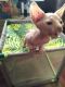 Sphynx Cats for sale in Seguin, TX 78155, USA. price: $1,400