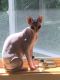 Sphynx Cats for sale in Helenville, WI 53137, USA. price: $1,000