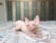 Sphynx Cats for sale in Giorgia St, Parkville, MO 64152, USA. price: NA