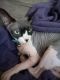 Sphynx Cats for sale in Englewood, FL, USA. price: NA