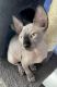 Sphynx Cats for sale in St Cloud, FL 34772, USA. price: $2,300